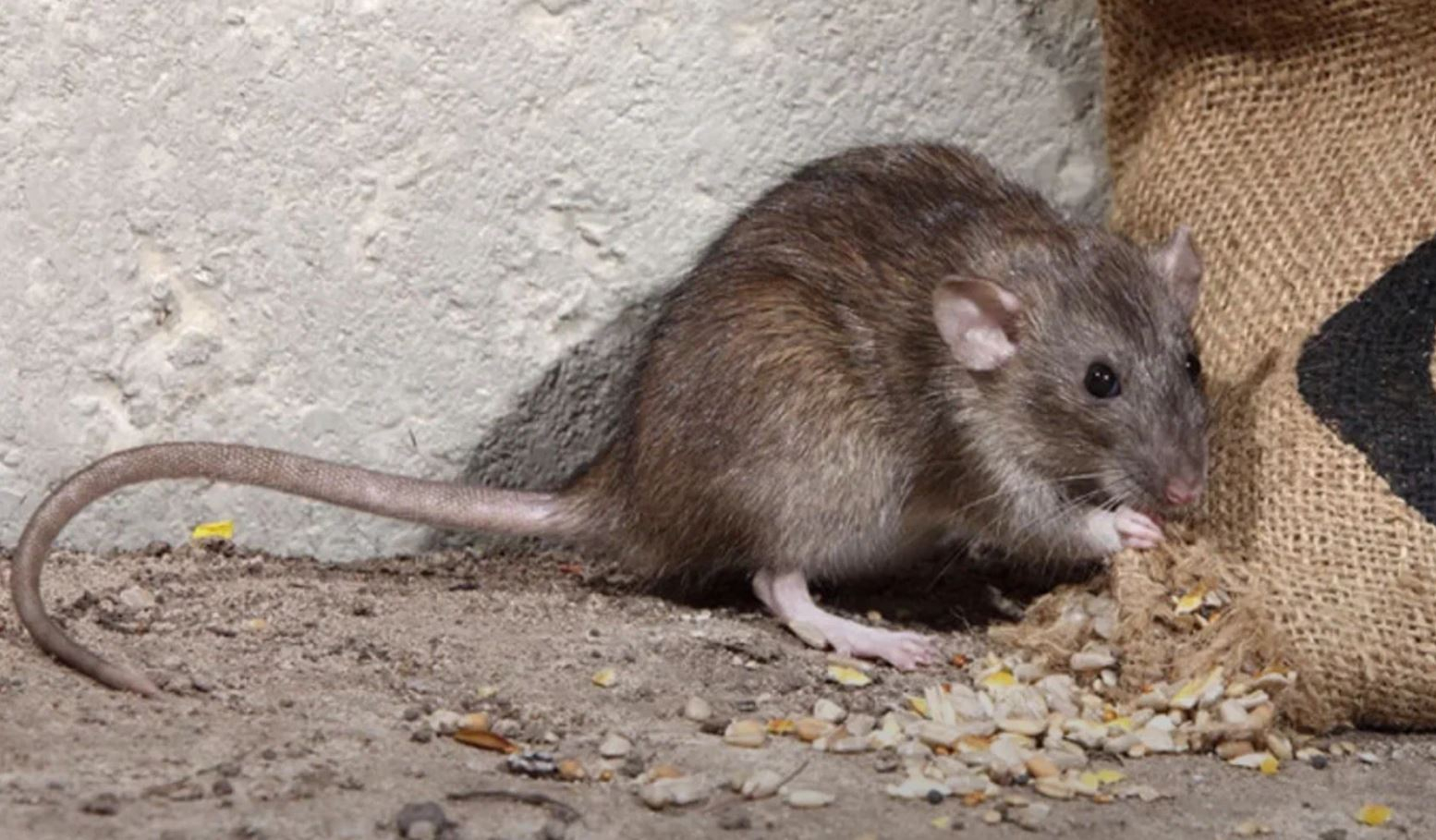 фото: Профессиональная дератизация в Тимашевске: <br/>+7-909-173-42-96