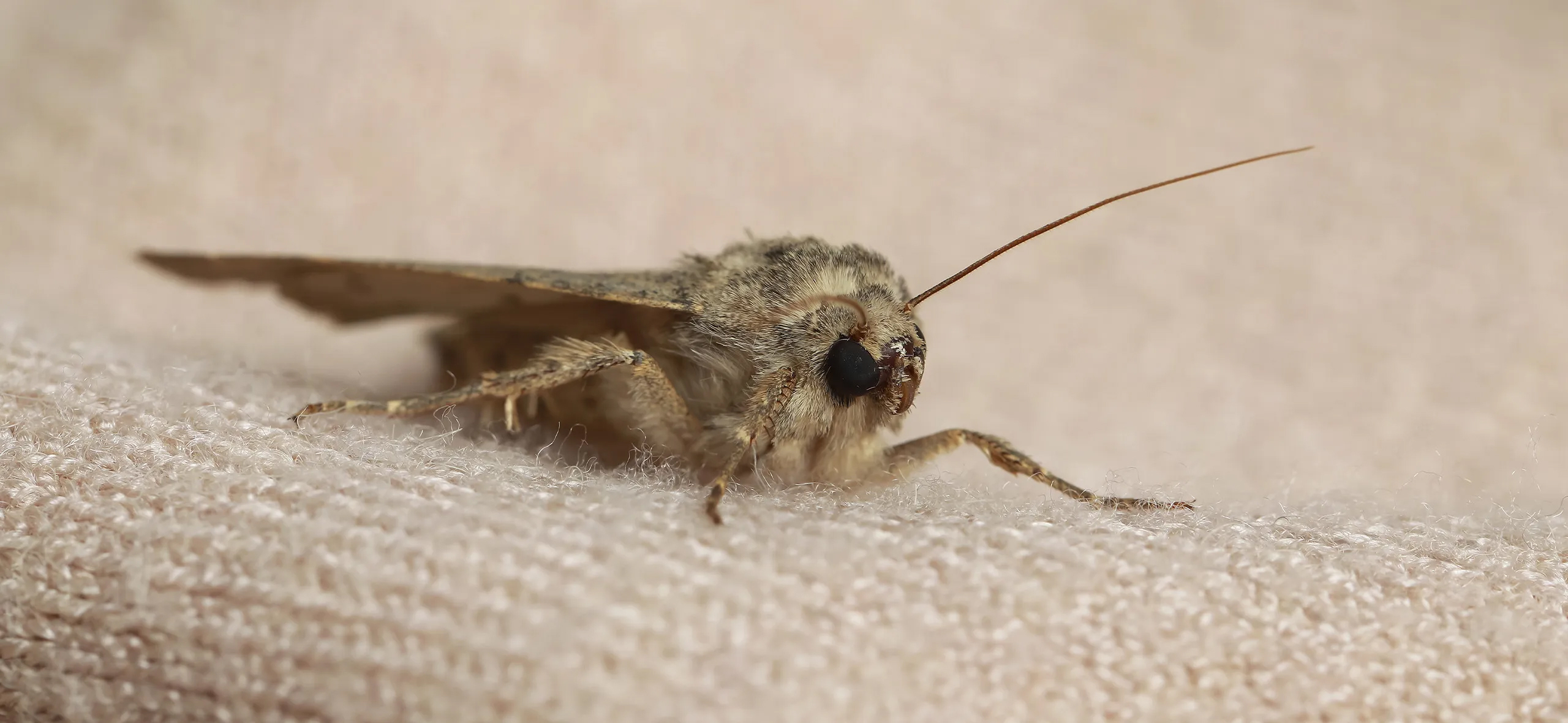 фото: Профессиональная обработка от моли в Тимашевске: <br/>+7-909-173-42-96